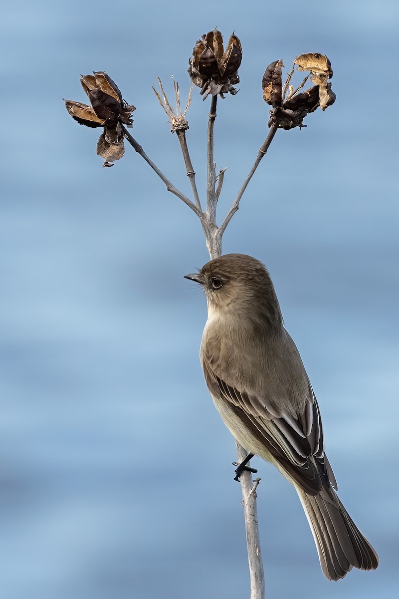 Eastern Phoebe - ML525976111