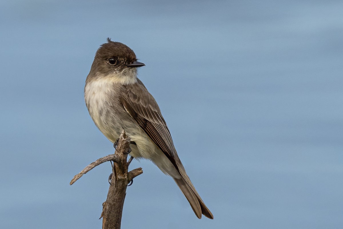 Eastern Phoebe - ML525976121