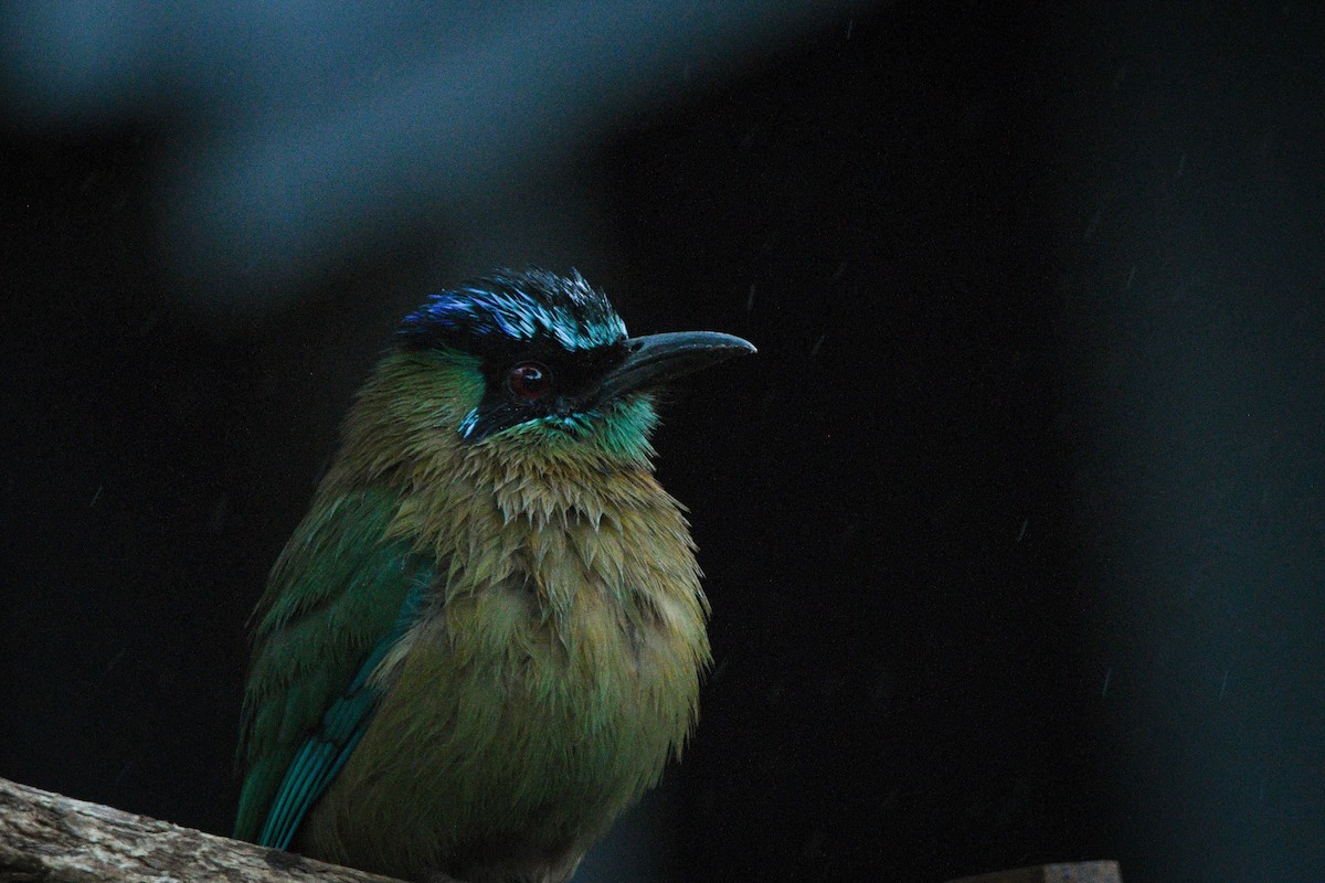 Diademmotmot - ML525977191