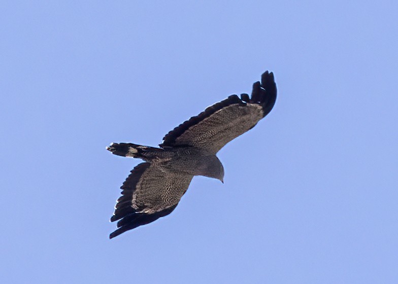 African Harrier-Hawk - Bob Martinka