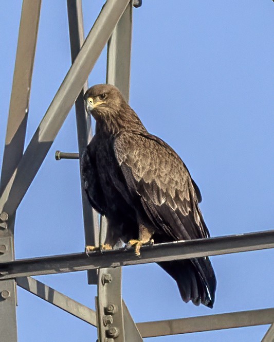 Tawny Eagle - Bob Martinka