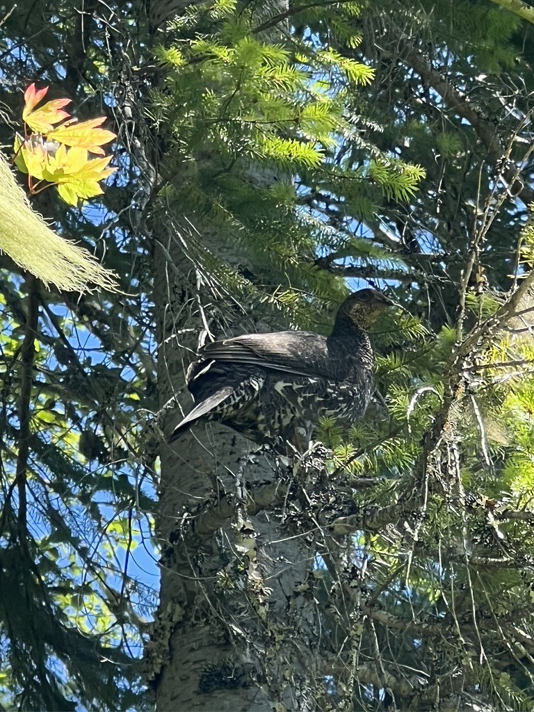 Sooty Grouse - ML525978621