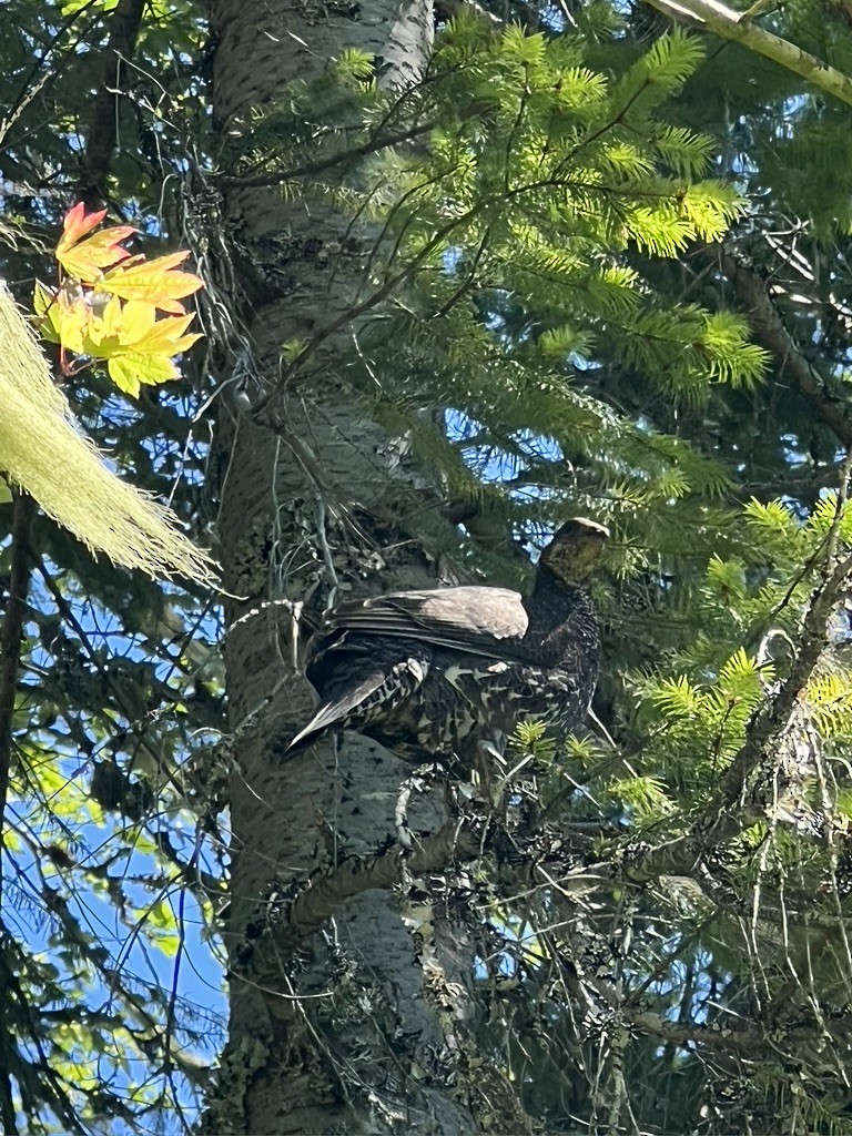 Sooty Grouse - ML525978731