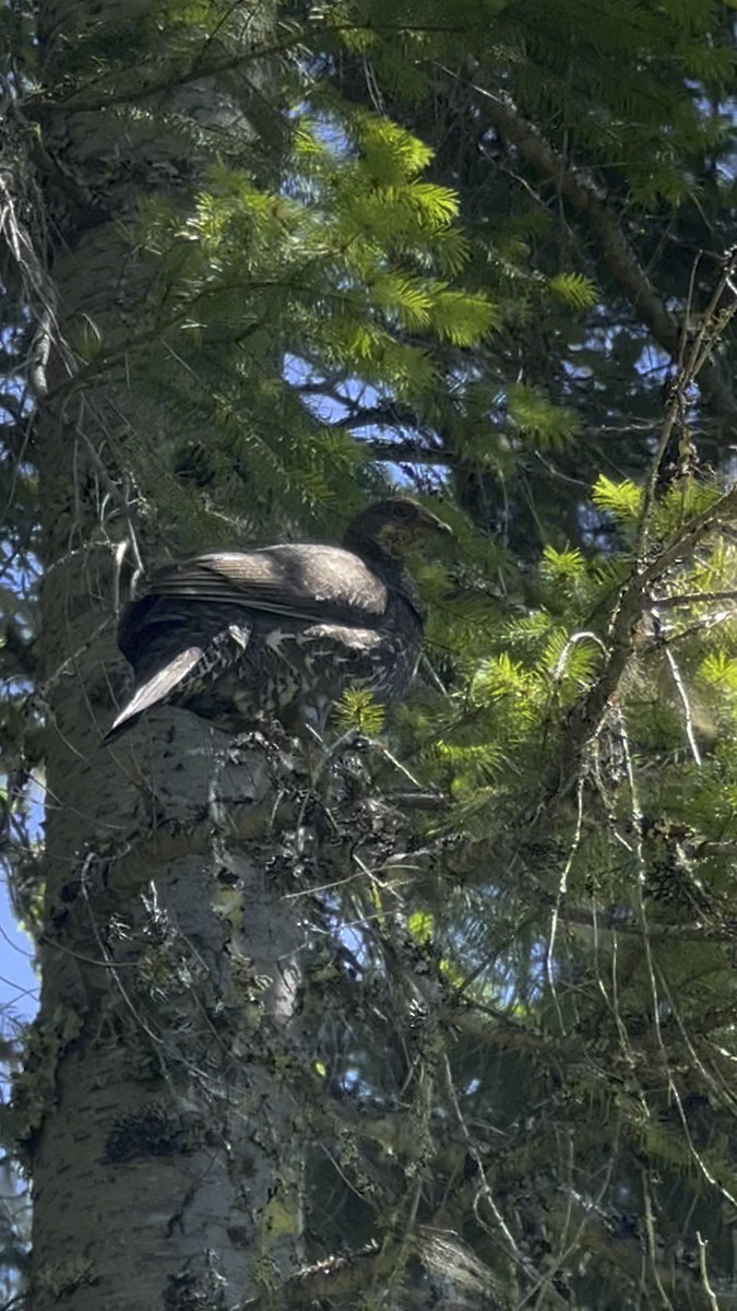 Sooty Grouse - ML525978961