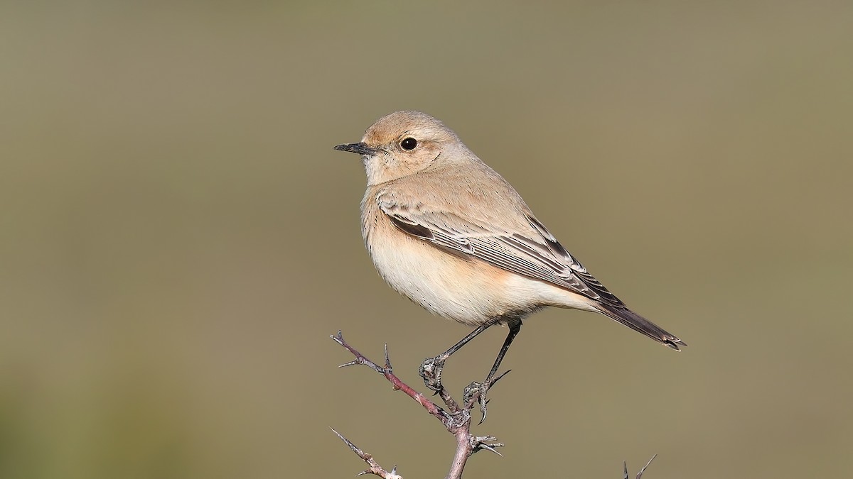 Desert Wheatear - ML525979051