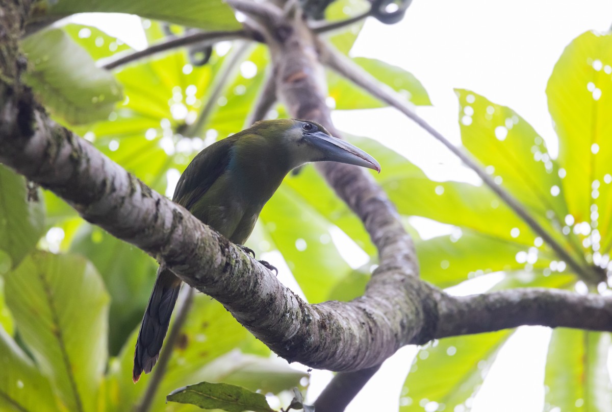 Toucanet à ceinture bleue - ML525980331