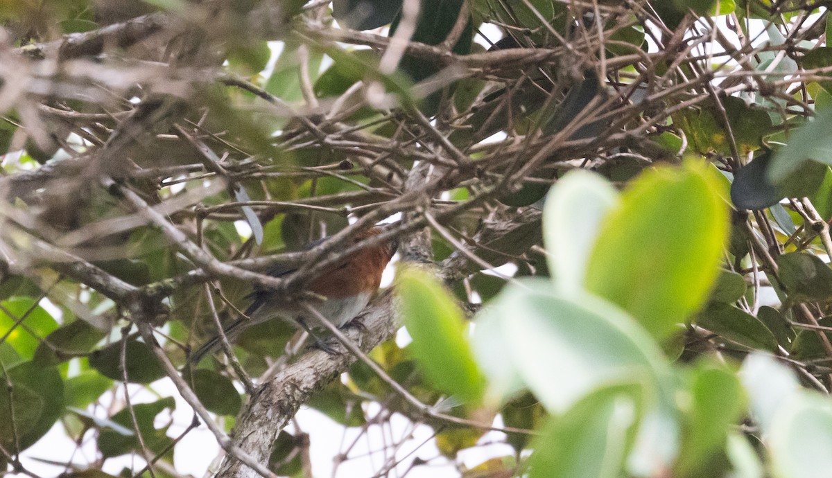 Slaty Tanager - ML525980551