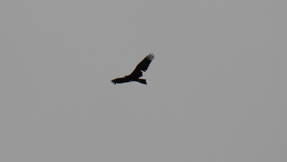 Wedge-tailed Eagle - Wendy McWilliams