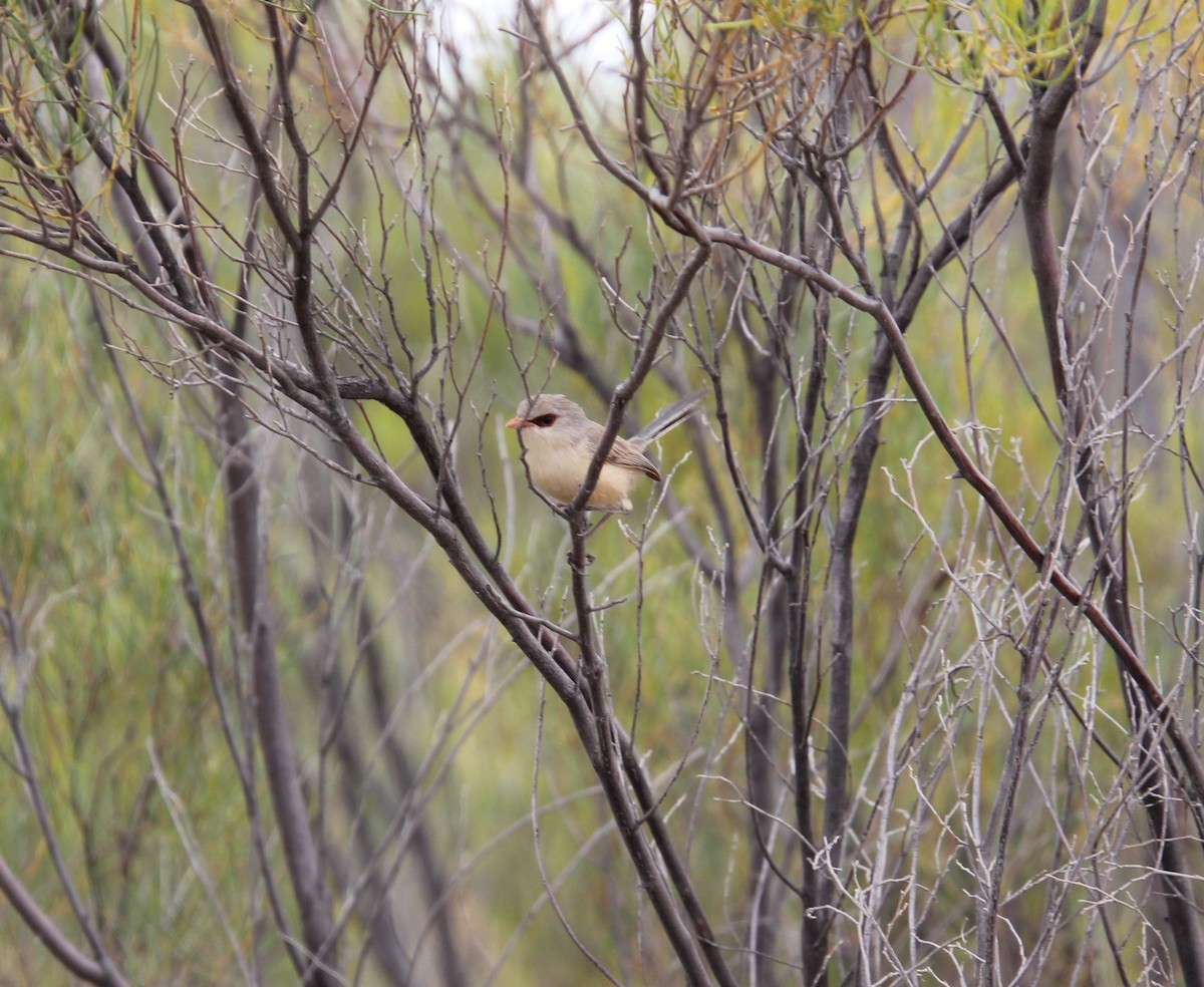 Purple-backed Fairywren - ML525981581