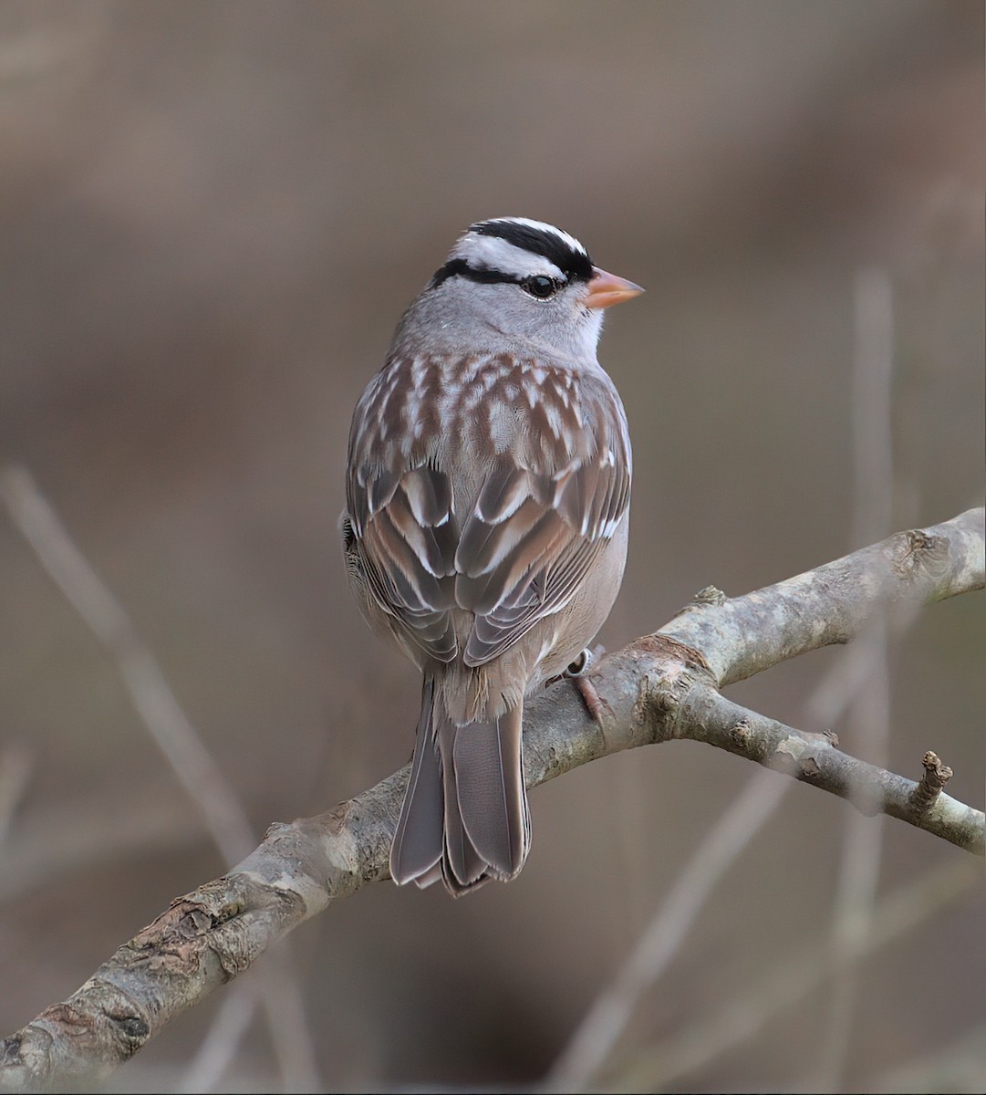 Bruant à couronne blanche - ML525982091