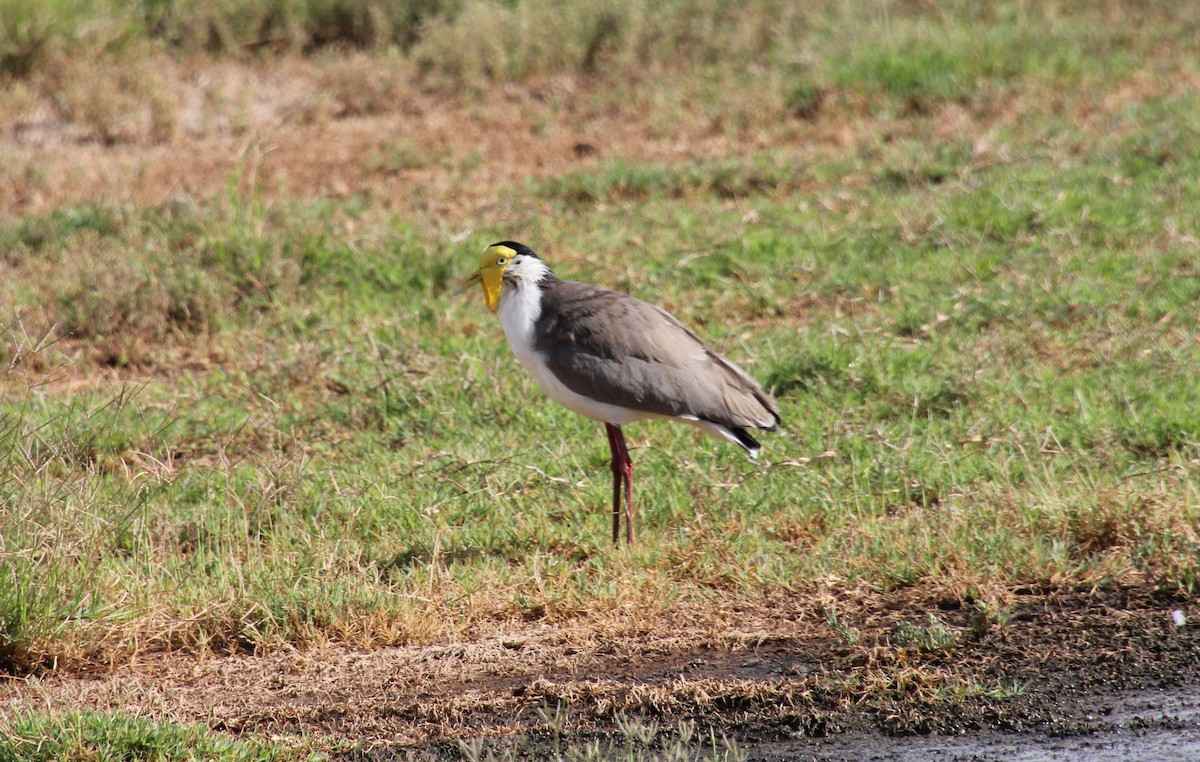 Masked Lapwing - ML525983491