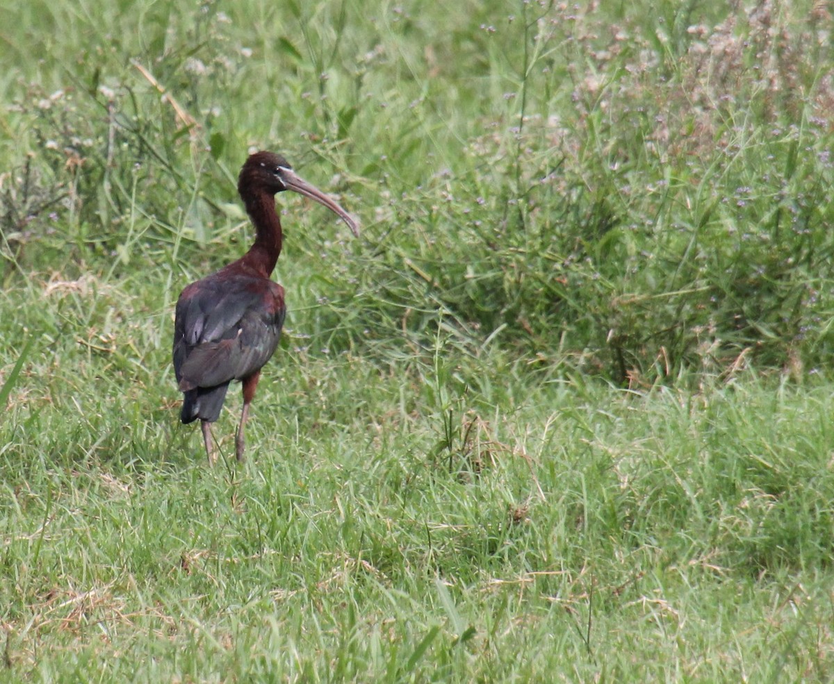 ibis hnědý - ML525983691