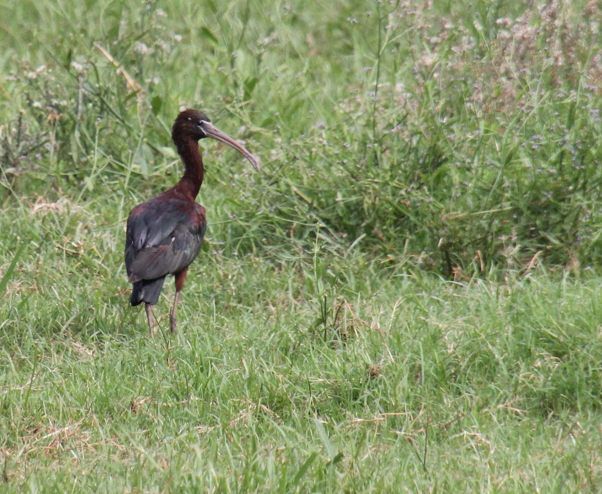 Glossy Ibis - ML525983691