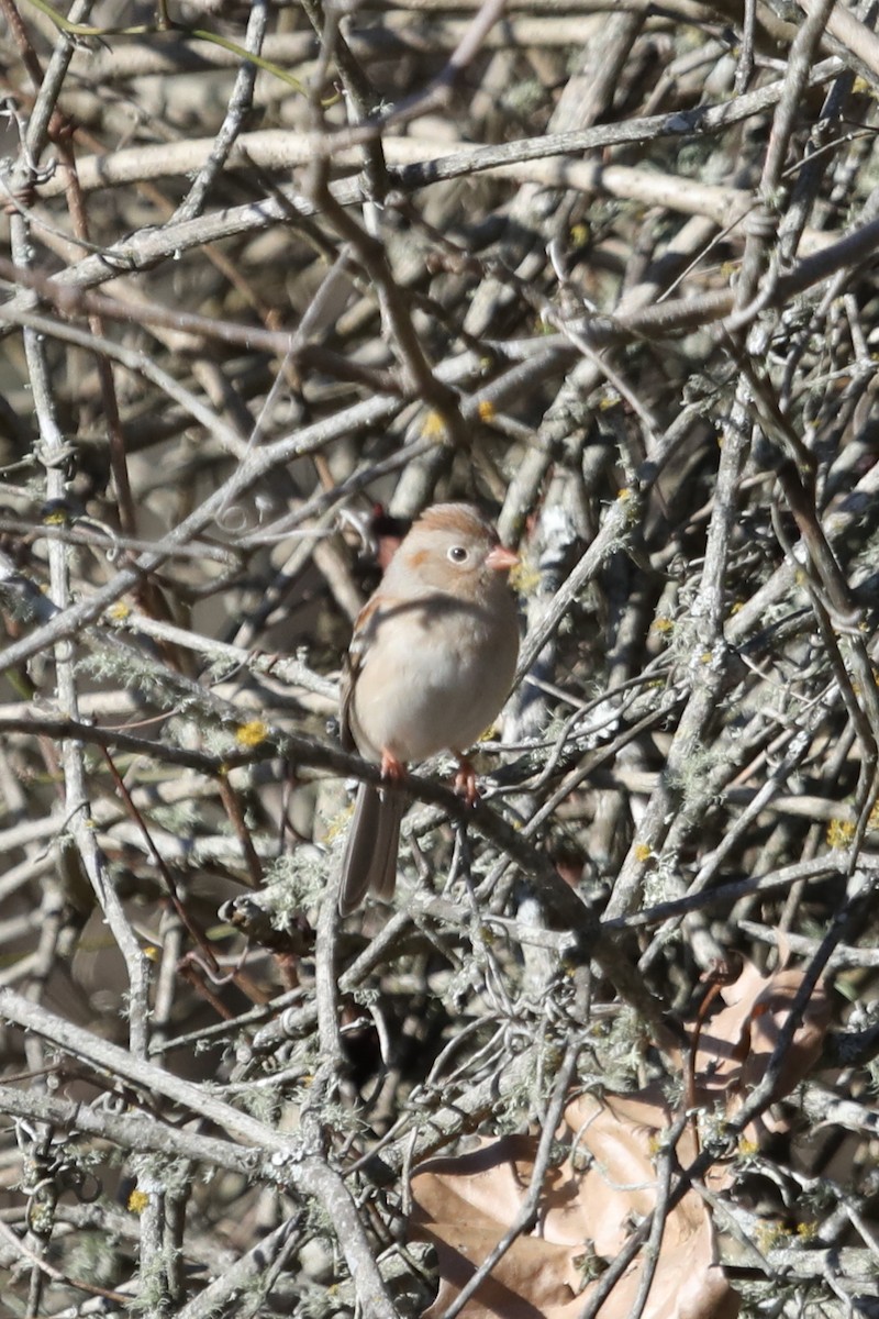 Field Sparrow - ML525983781