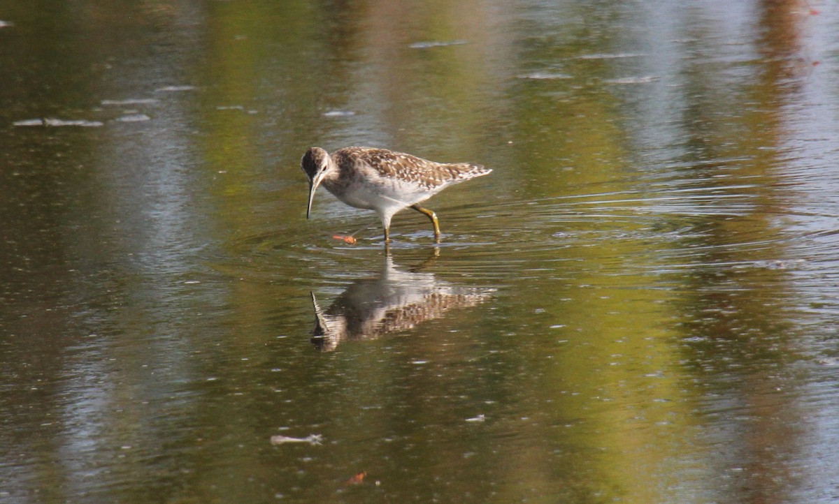 Wood Sandpiper - ML525983821