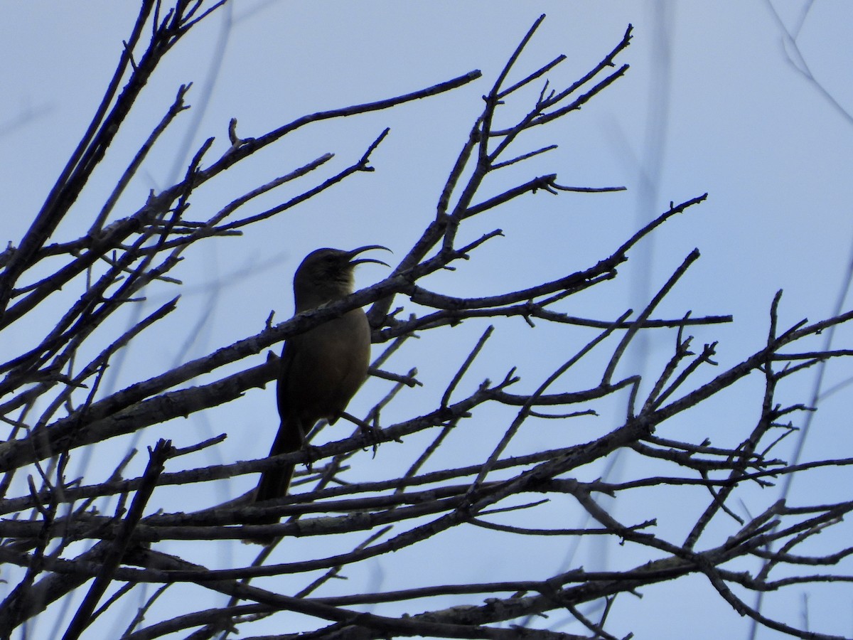 California Thrasher - ML525984791