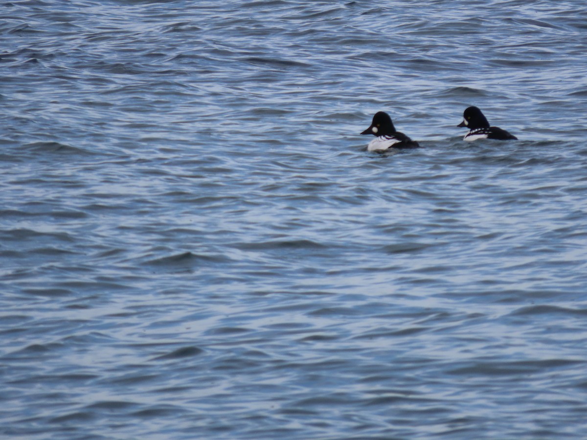 Barrow's Goldeneye - ML525986631