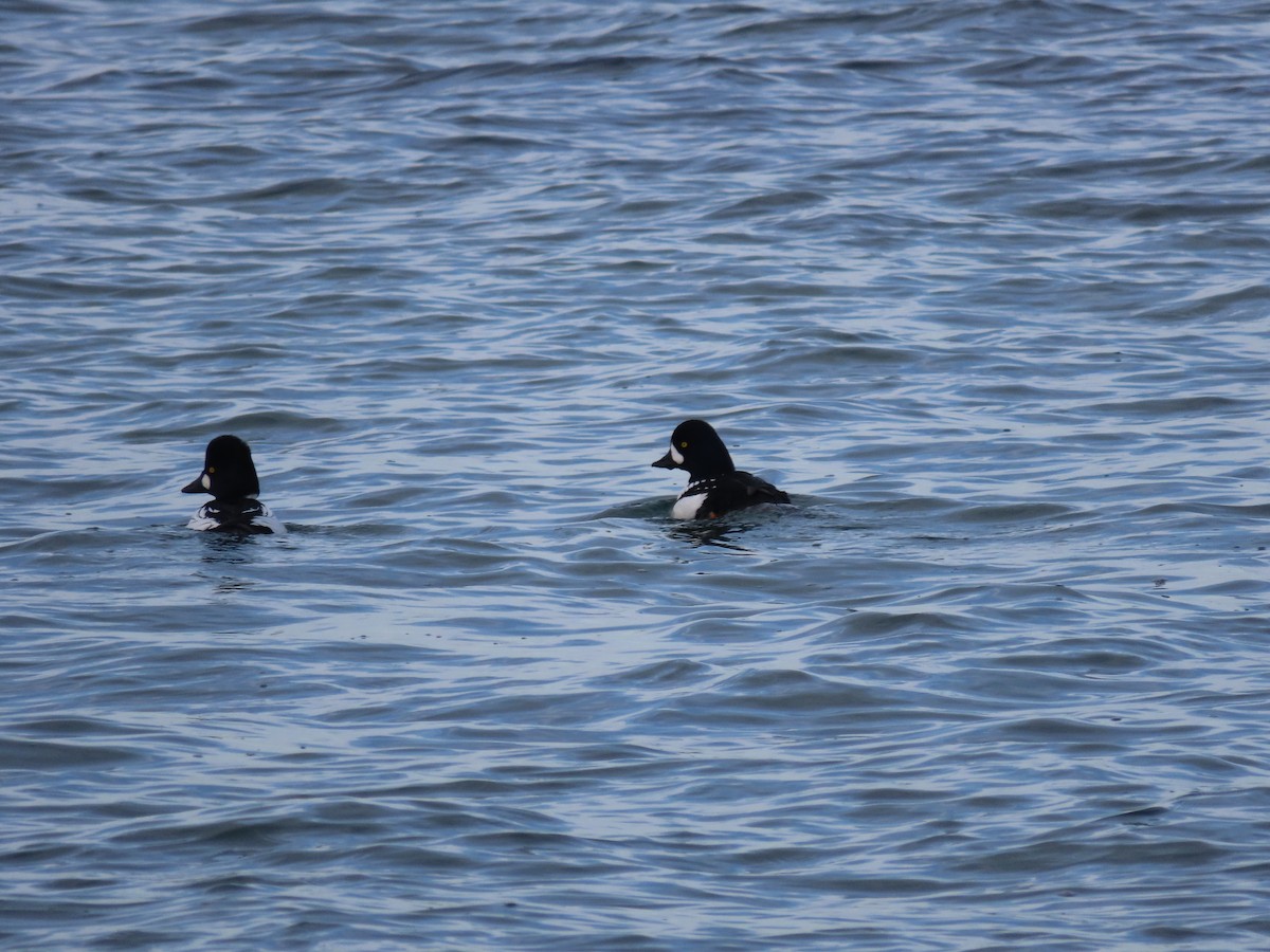 Barrow's Goldeneye - ML525986641