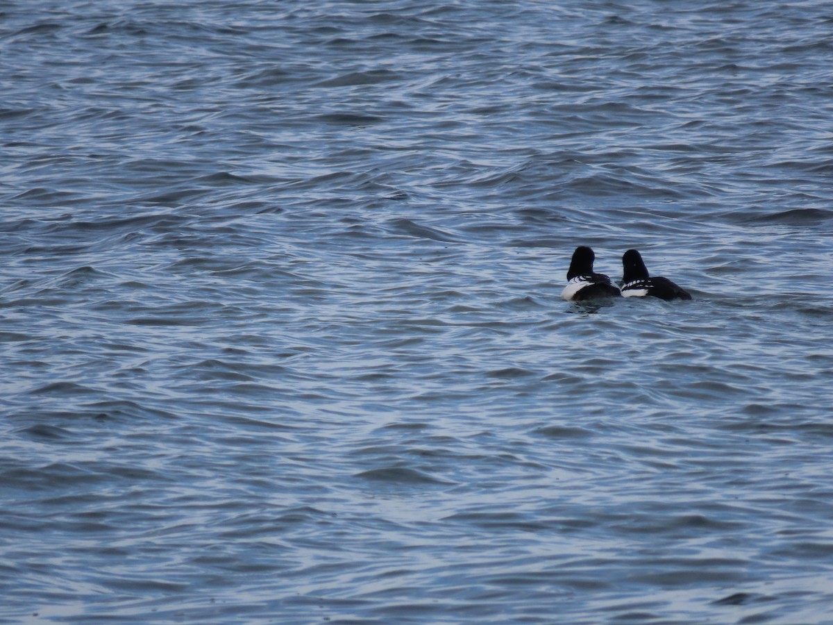 Barrow's Goldeneye - ML525986651