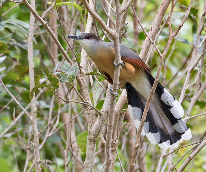 Jamaican Lizard-Cuckoo - ML52598841