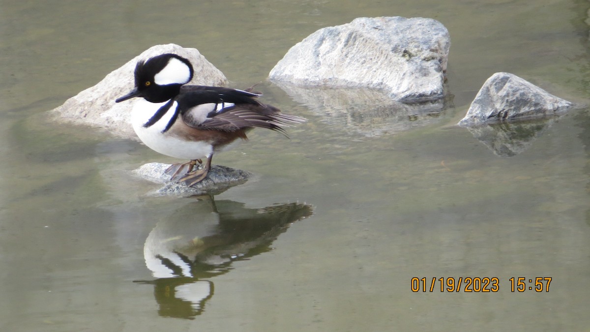 Hooded Merganser - ML525988661