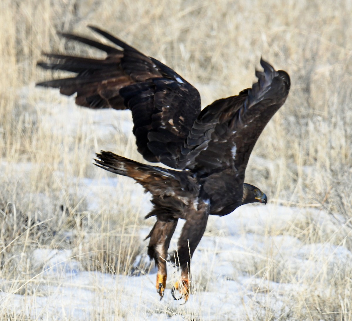 Golden Eagle - ML525990951