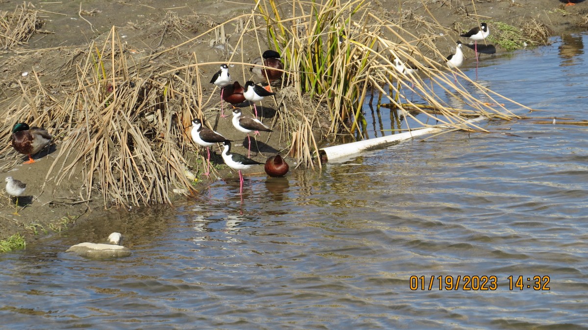 Schwarznacken-Stelzenläufer - ML525991471