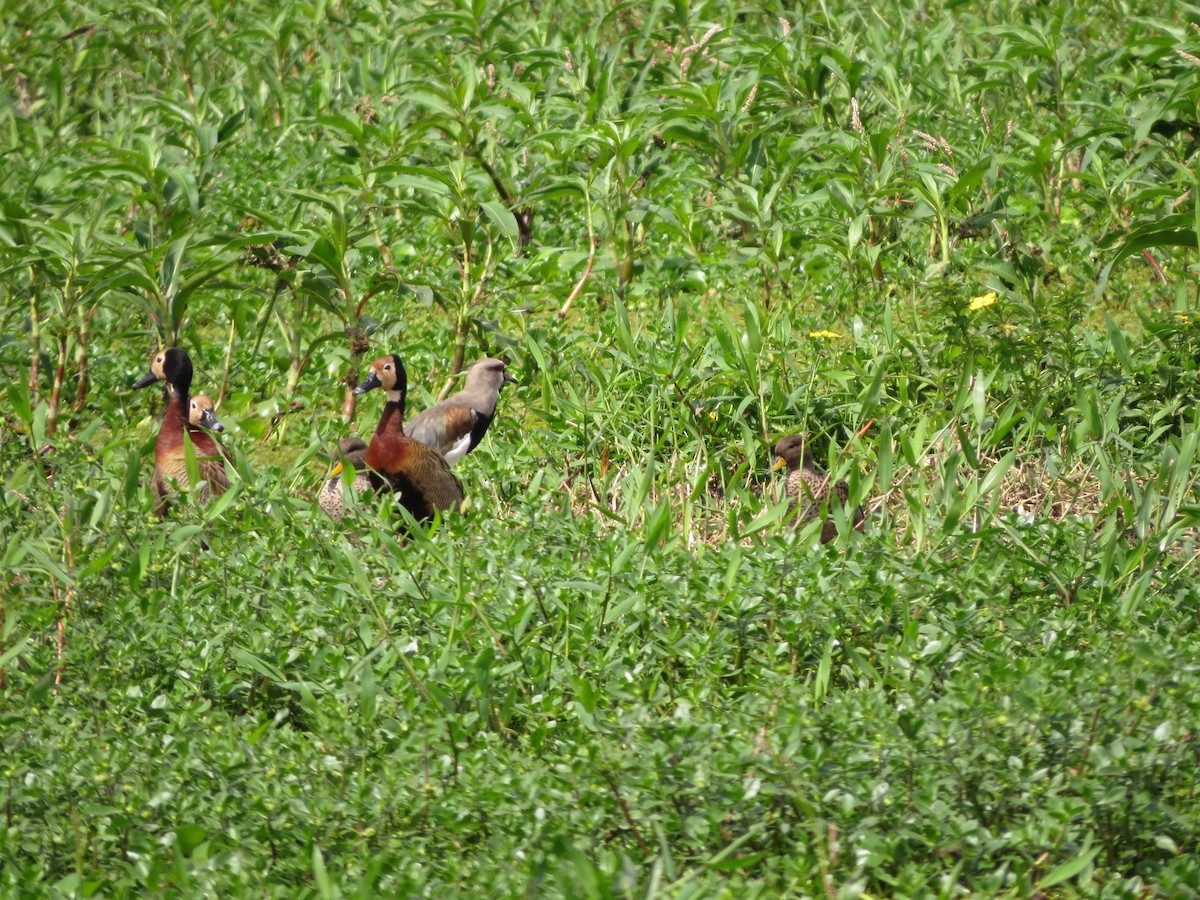 Yellow-billed Teal - ML525993771