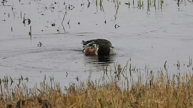 Northern Shoveler - ML525994391