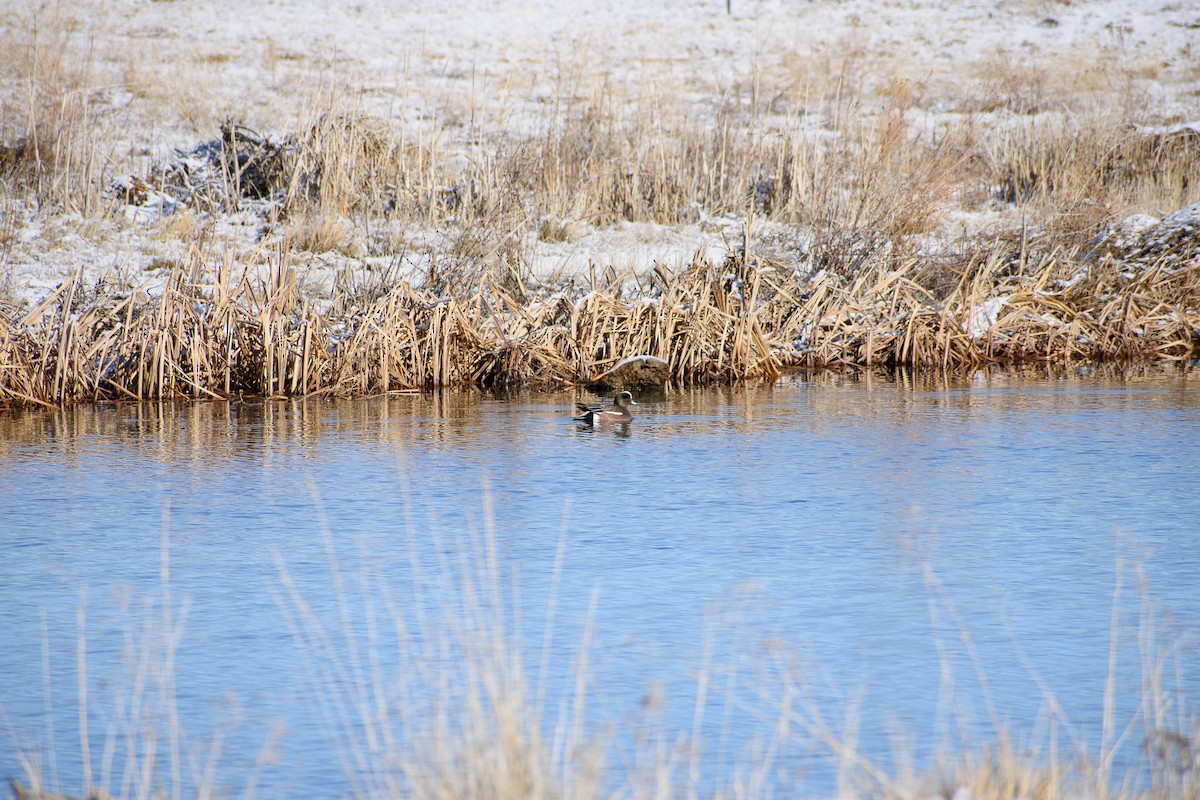 American Wigeon - ML525994631