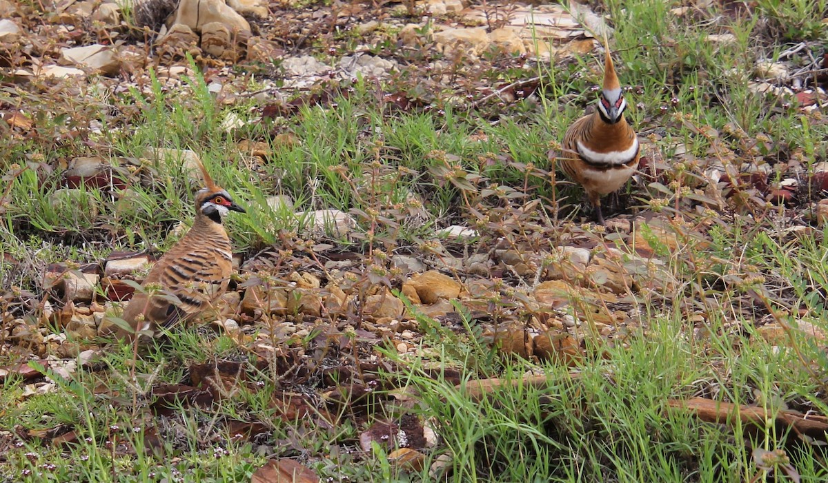 Spinifex Pigeon - ML525994961