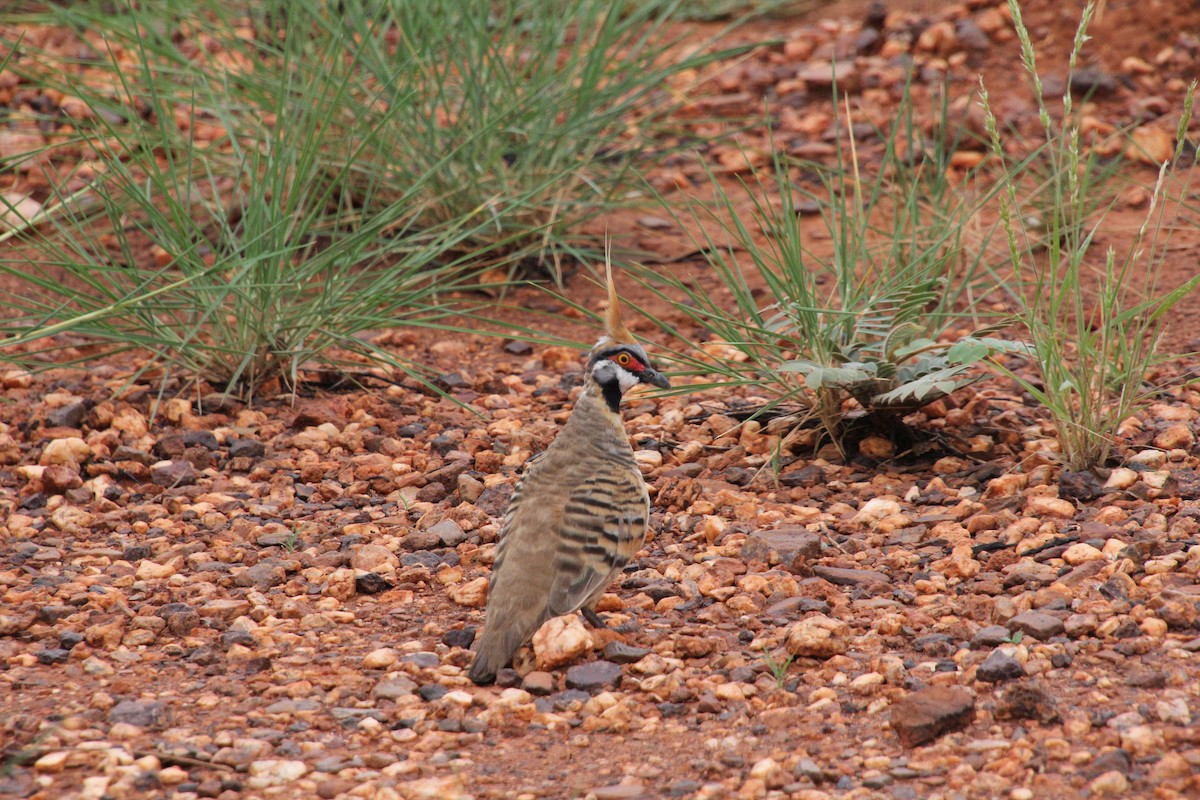 Spinifex Pigeon - ML525994971