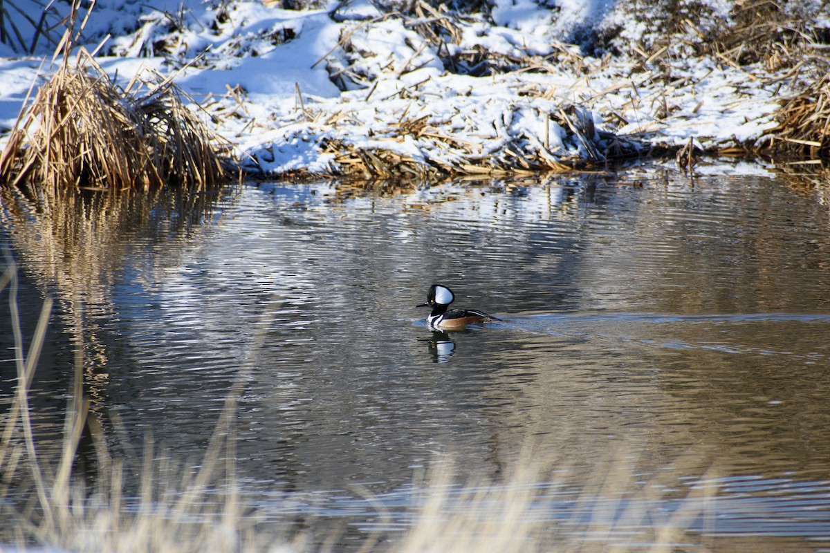 Hooded Merganser - ML525995581