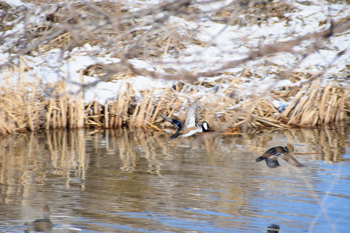 Hooded Merganser - ML525995591