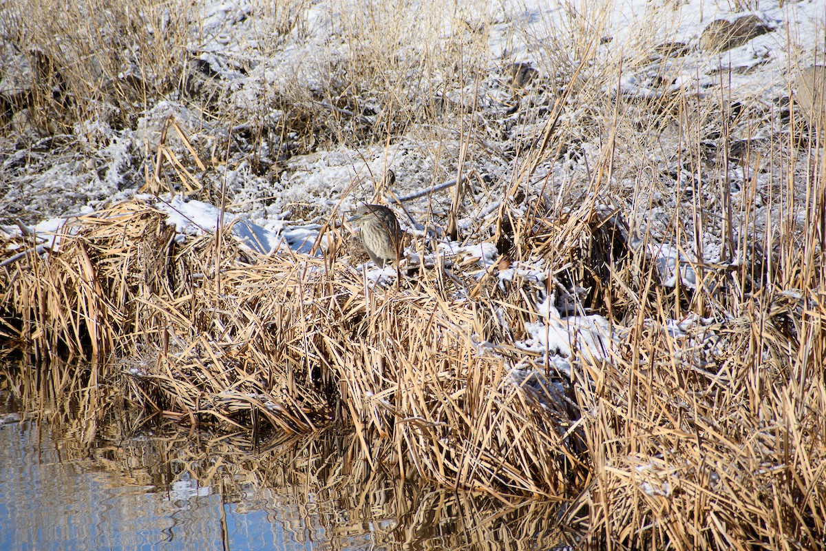 Black-crowned Night Heron - ML525995771