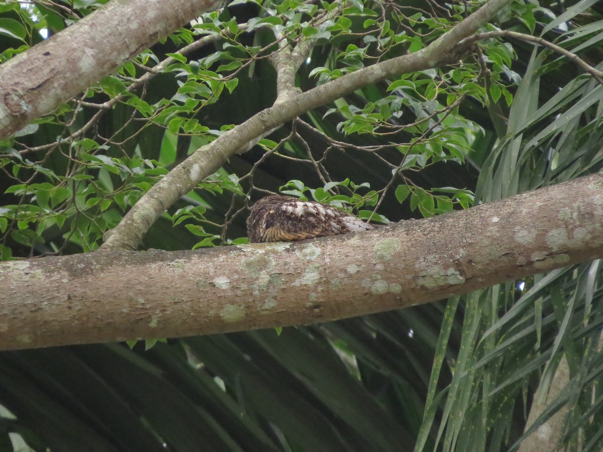 Short-tailed Nighthawk - ML525995811