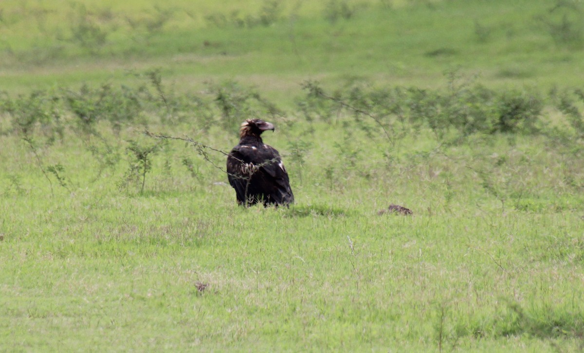 Wedge-tailed Eagle - Wendy McWilliams