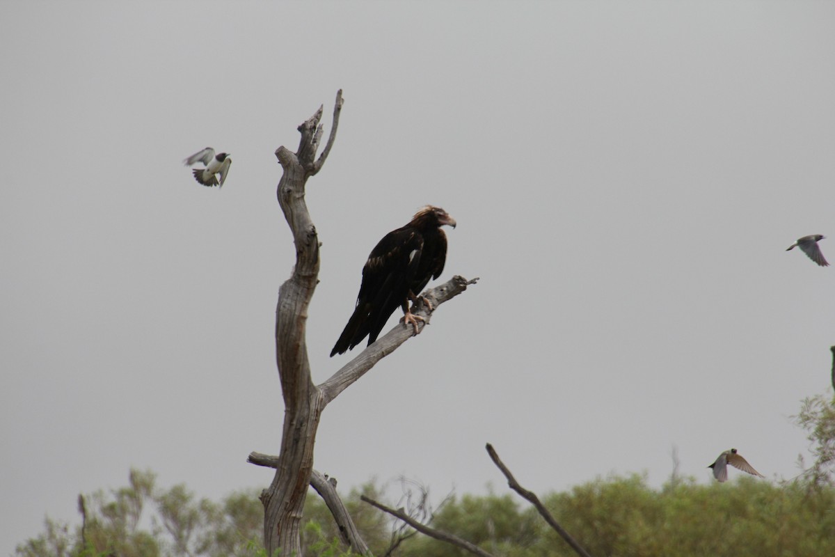 Wedge-tailed Eagle - ML525996091