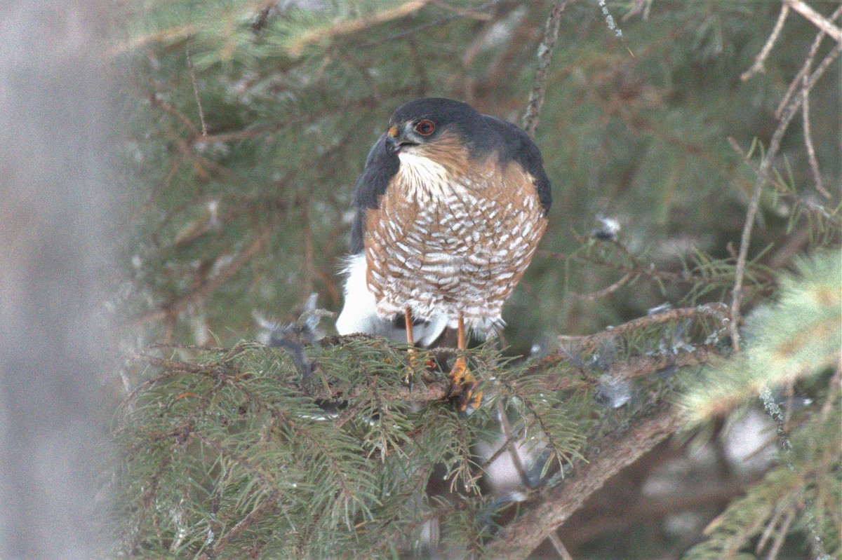 Sharp-shinned Hawk - ML525996461