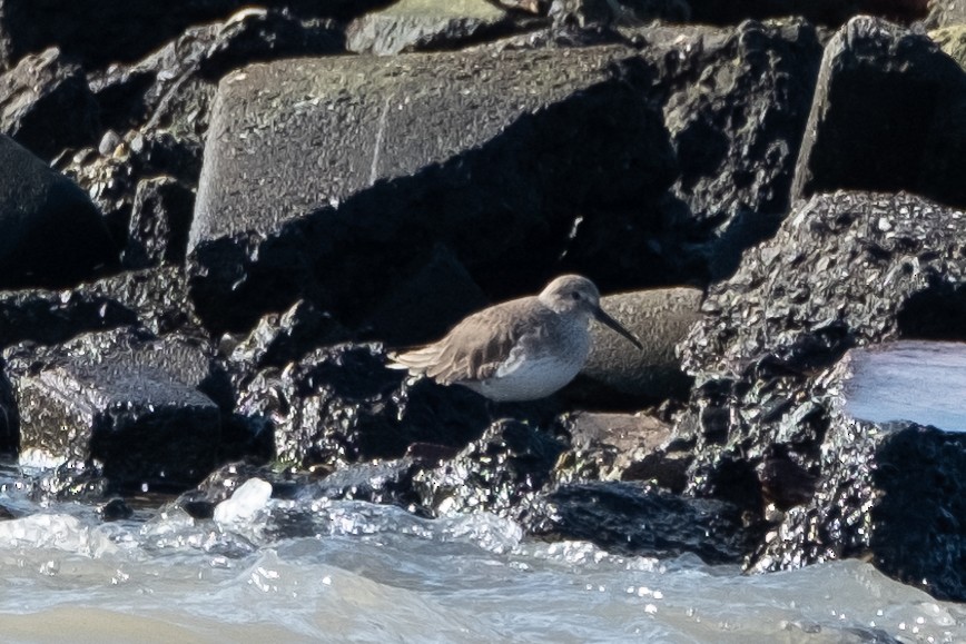 Dunlin - ML525996991