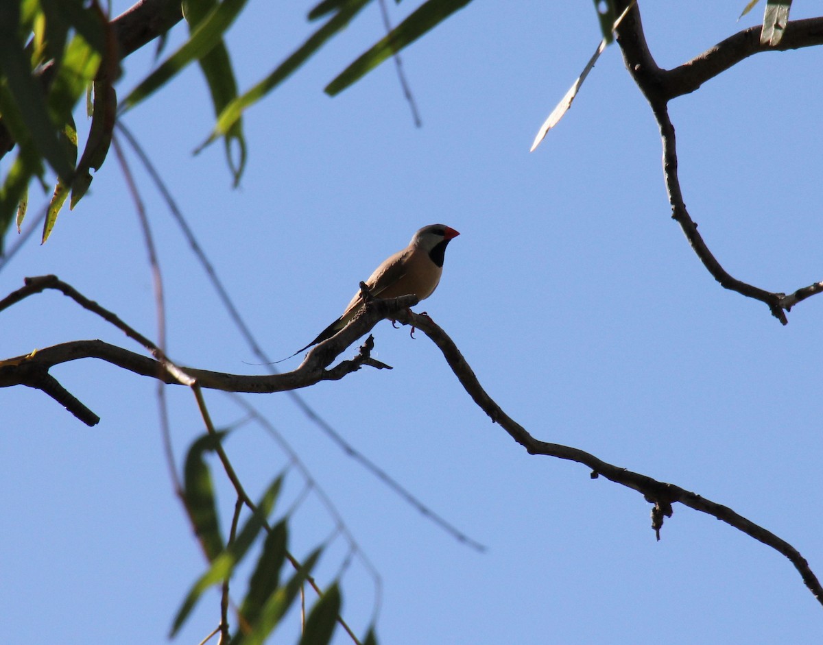 Long-tailed Finch - ML525997181