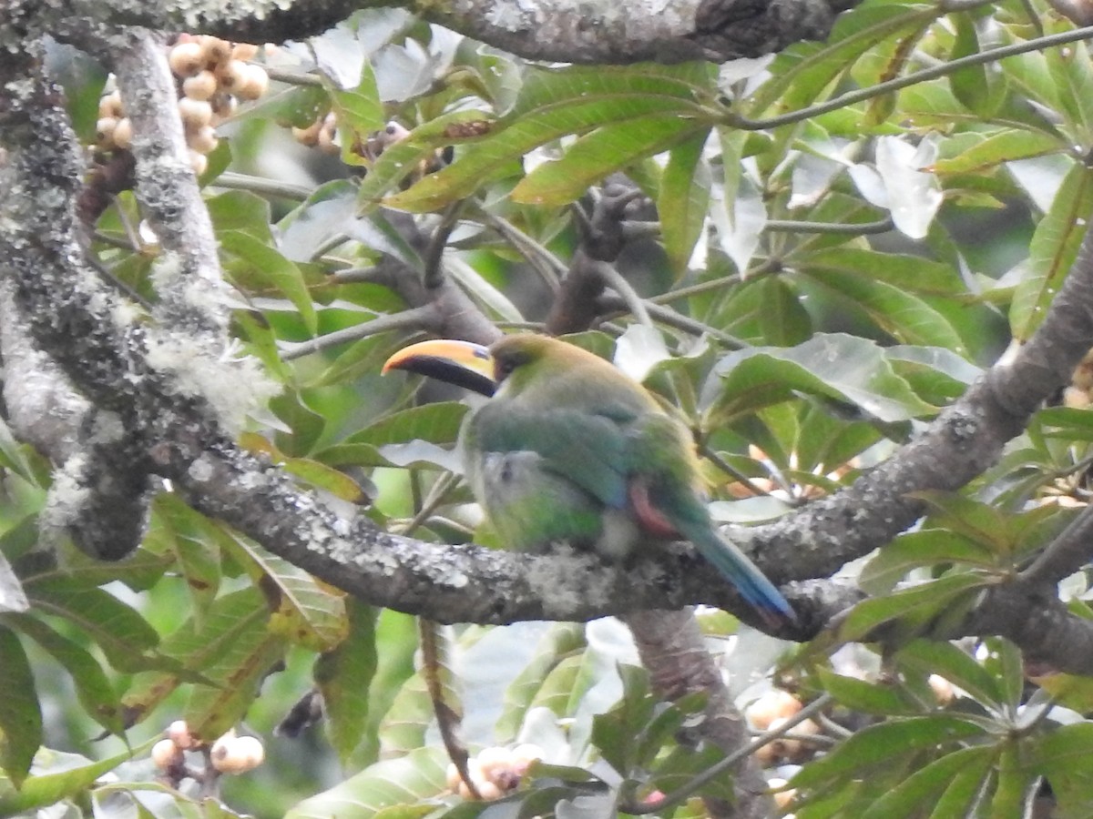 Northern Emerald-Toucanet - ML525997571