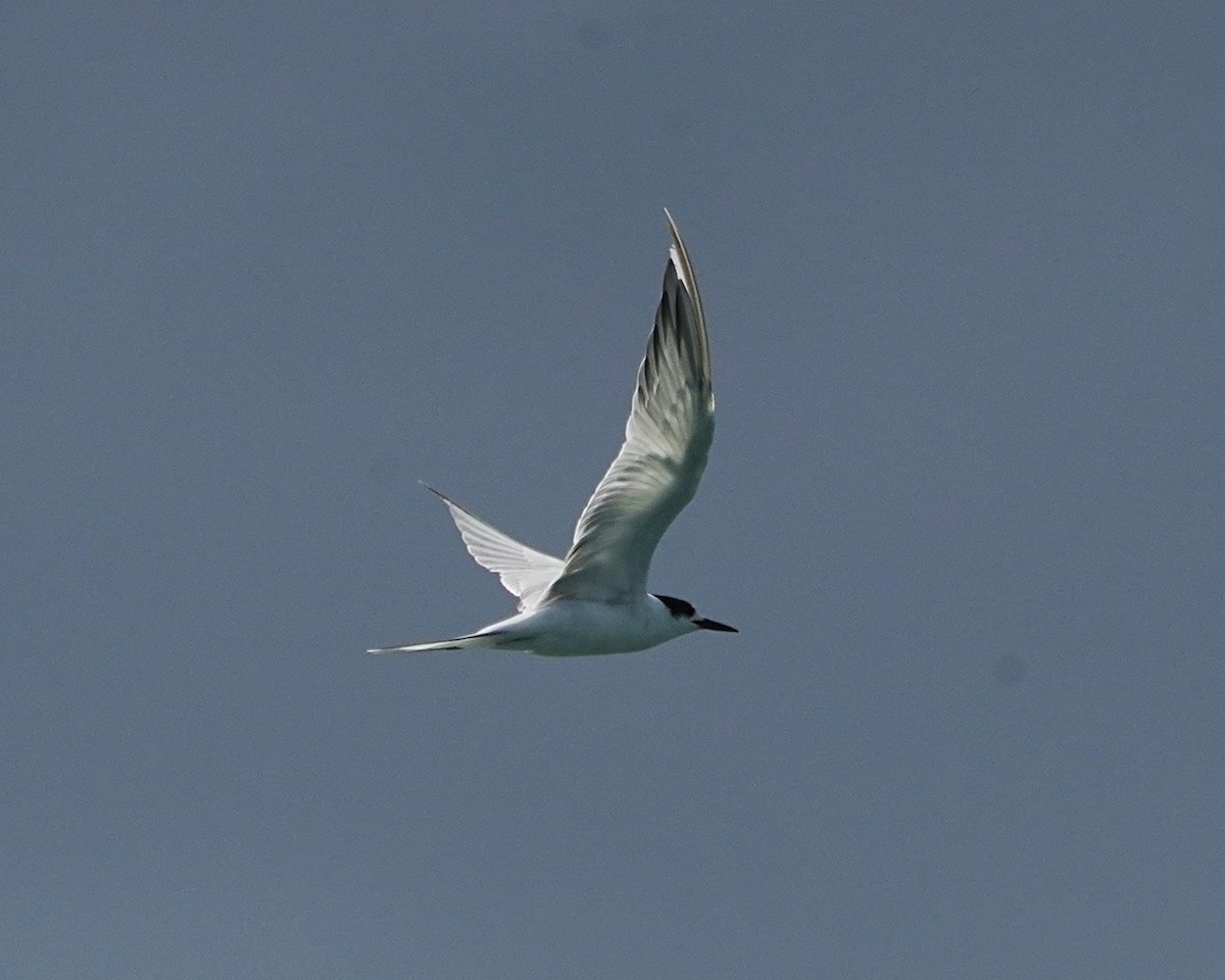 Common Tern - Ian Kerr