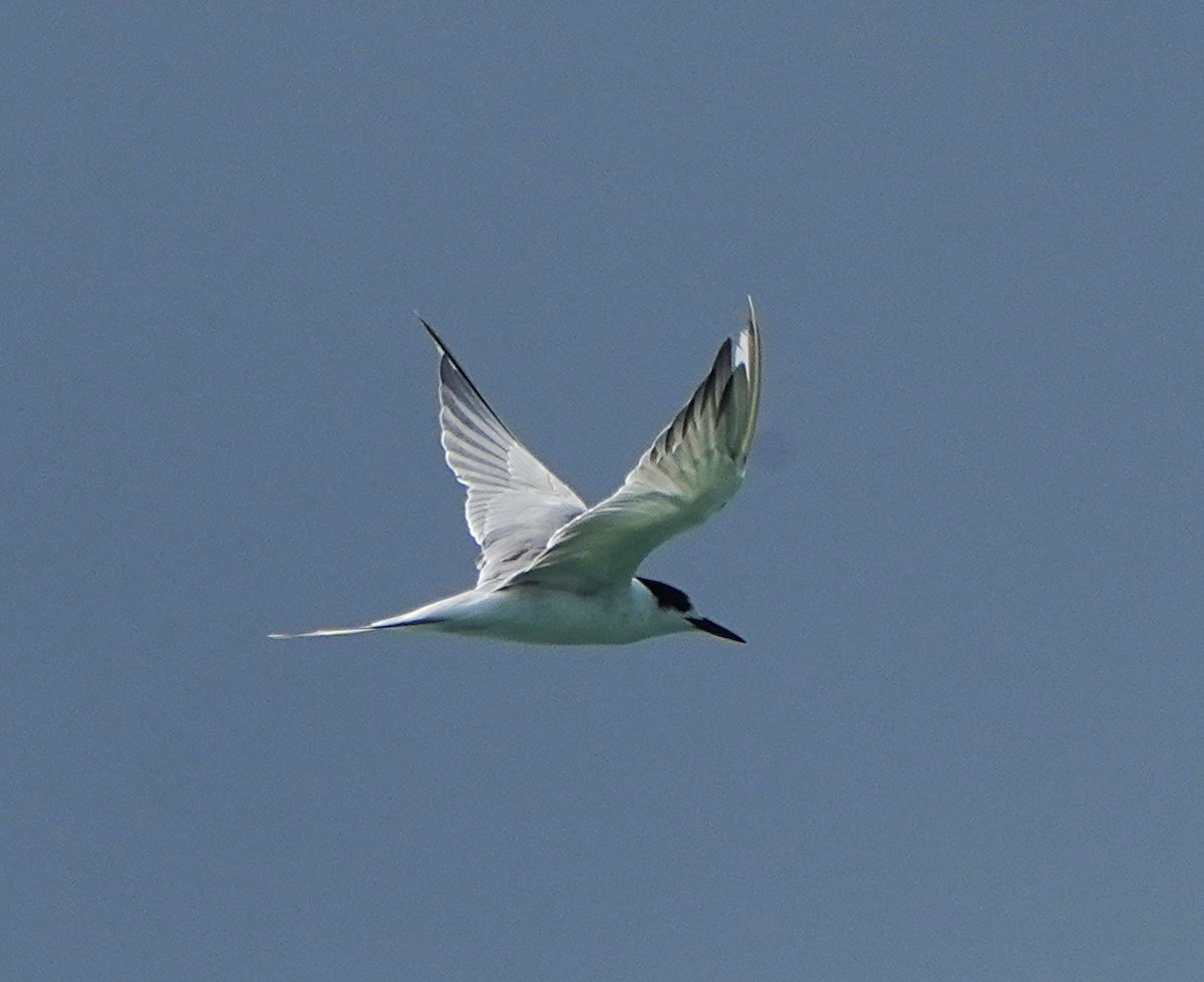 Common Tern - Ian Kerr