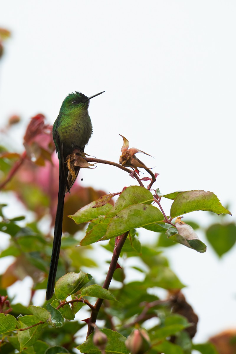 sylfa dlouhoocasá - ML525998421