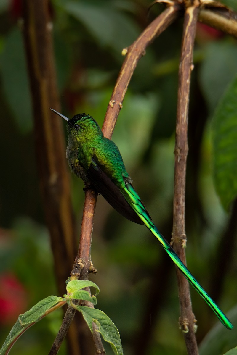 sylfa dlouhoocasá - ML525998441