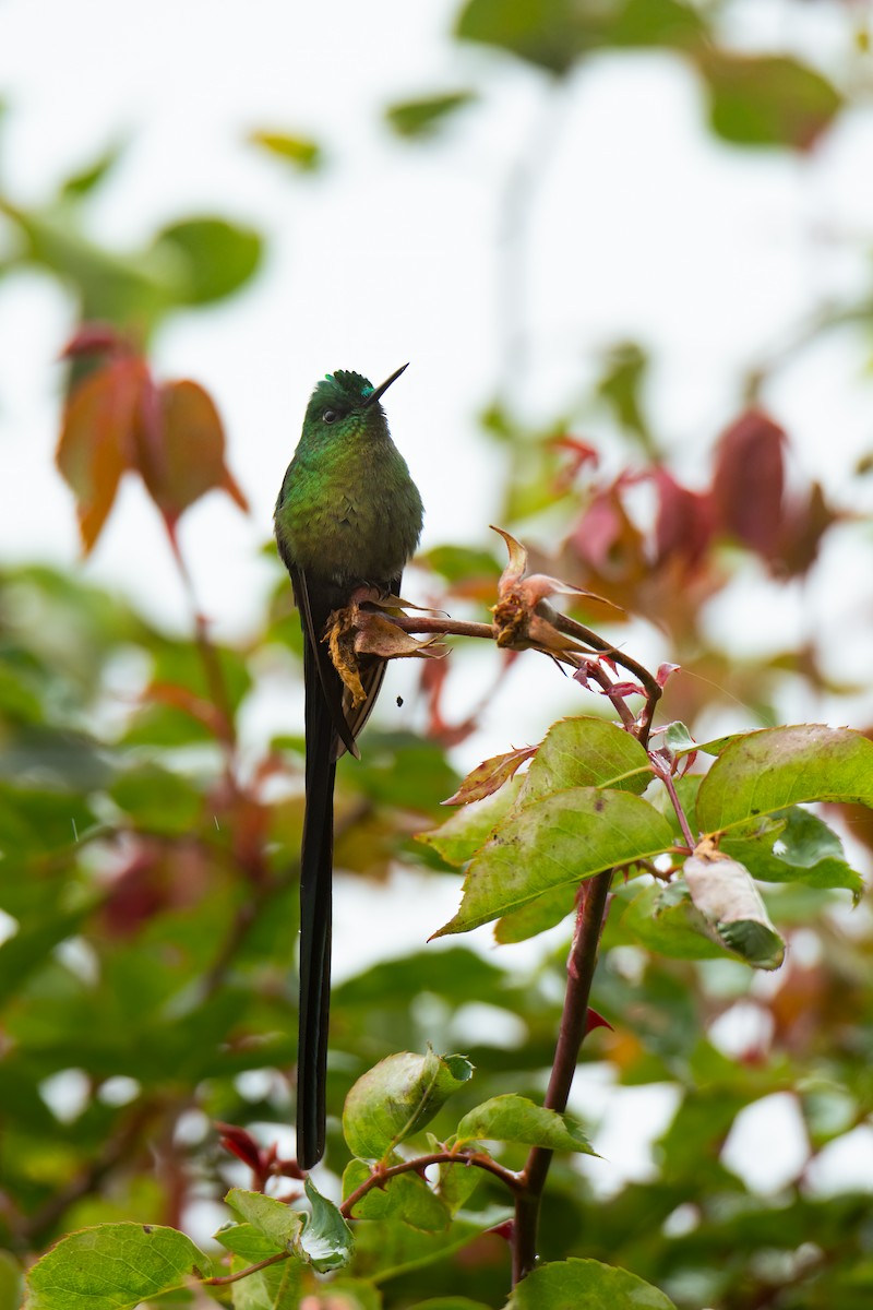 Long-tailed Sylph - ML525998451