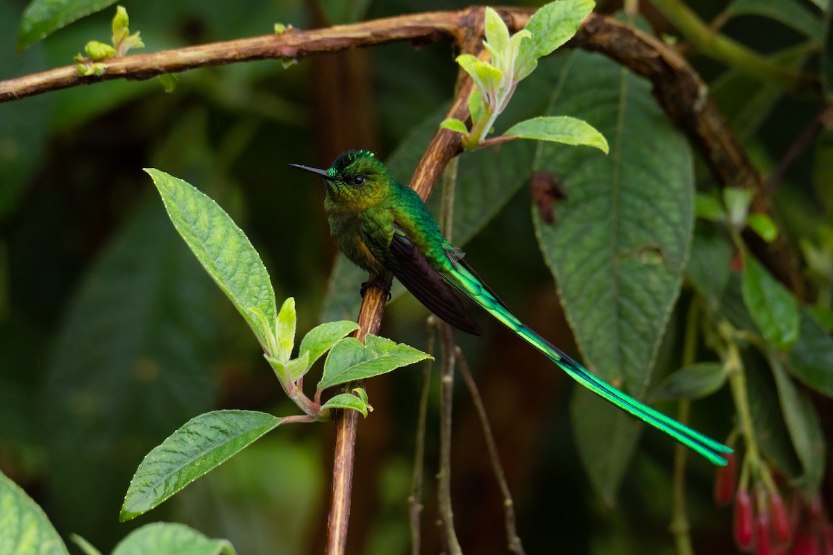 Long-tailed Sylph - Juan Esteban Cáceres Rave