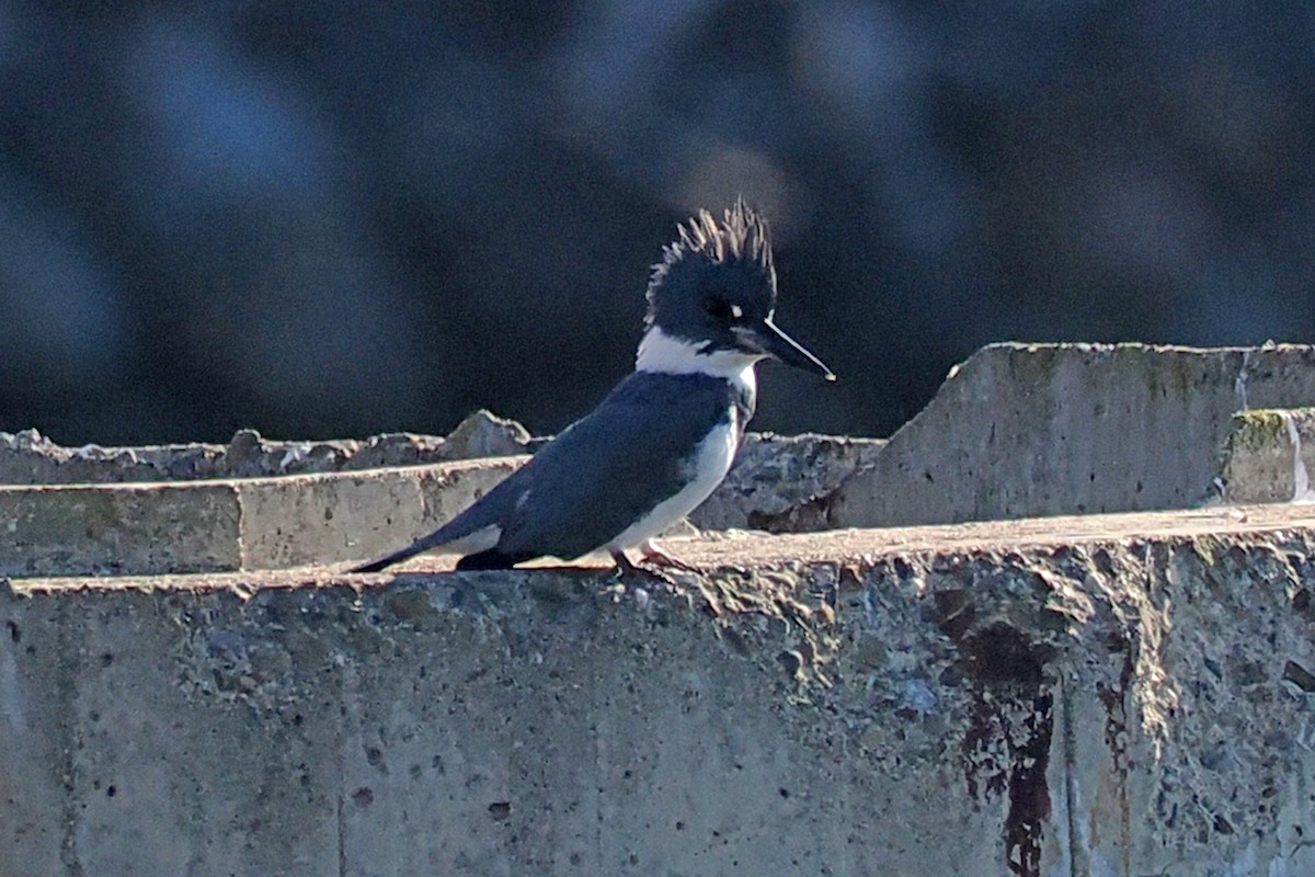 Belted Kingfisher - ML525998571