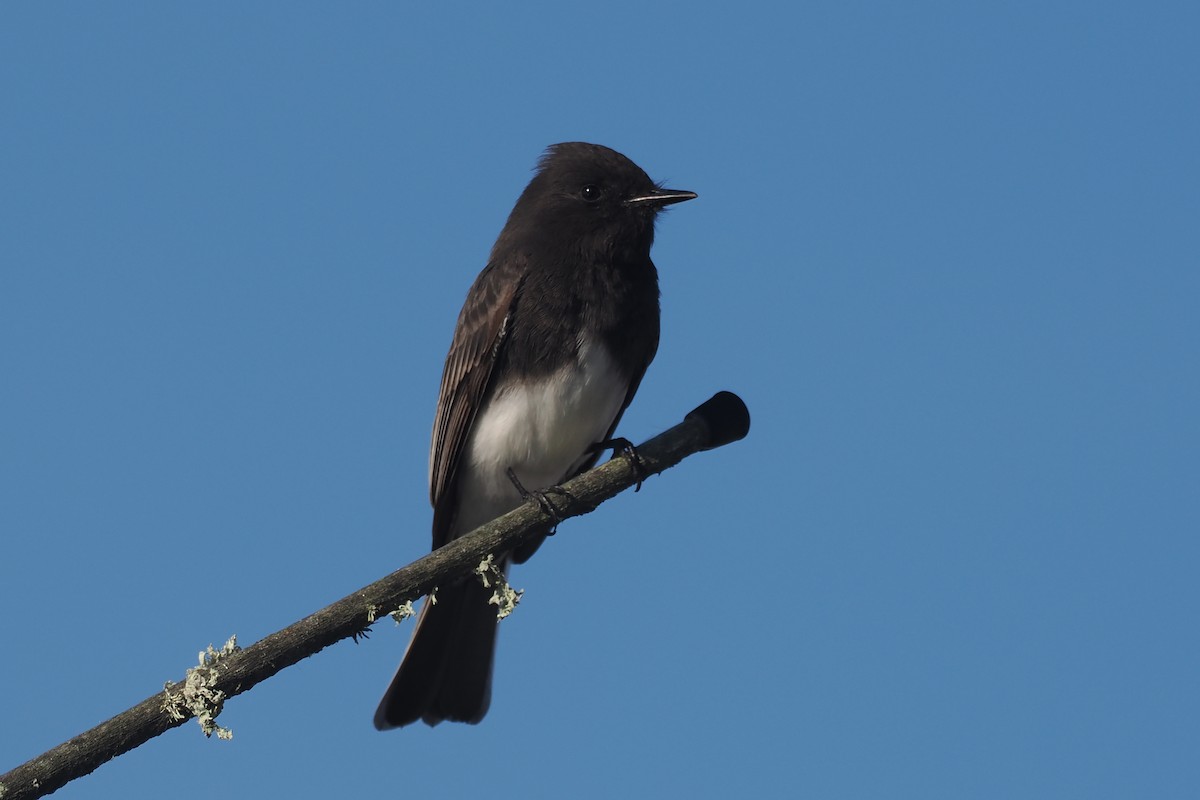 Black Phoebe - ML525998731